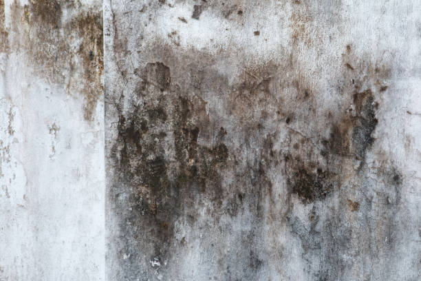 Fairhope, AL Mold Removal Company