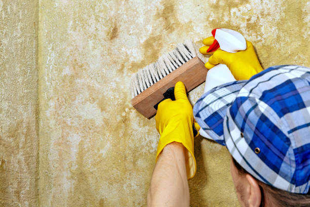 Best Commercial Mold Inspection  in Fairhope, AL