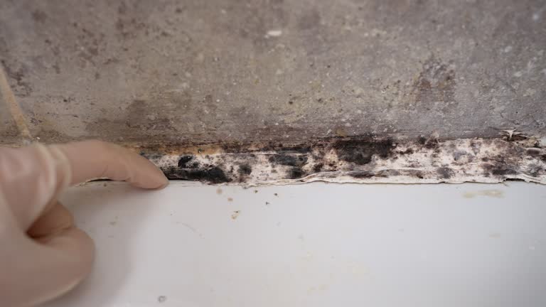 Best Industrial Mold Remediation  in Fairhope, AL